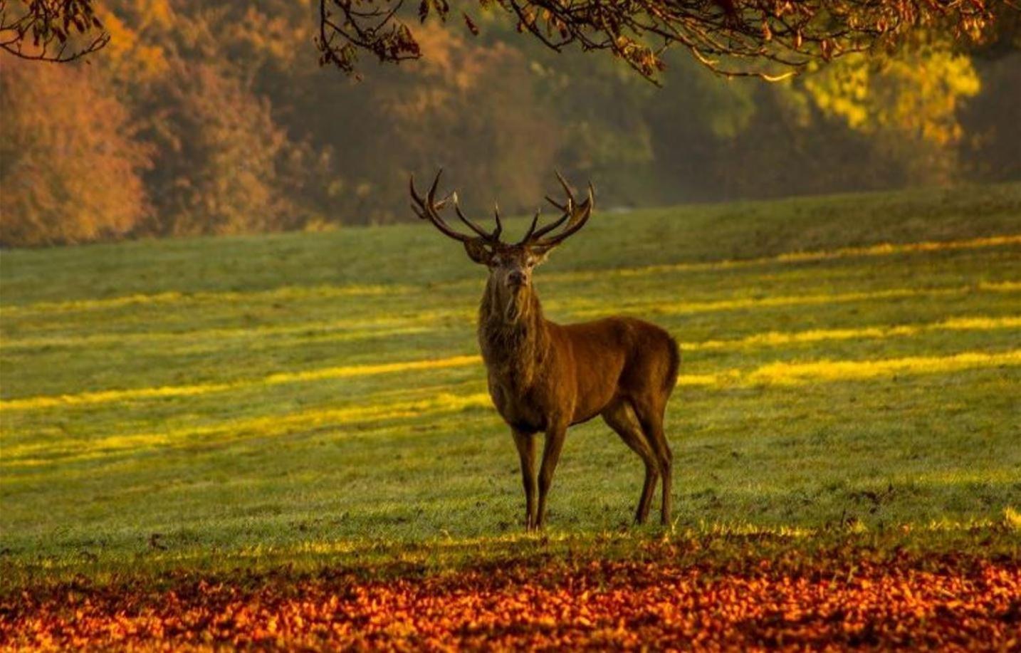 Gite Ker Sologne Chambord Huisseau-sur-Cosson Buitenkant foto